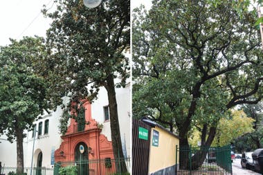 Magnolias del Protomedicato (Magnolia grandiflora) y Magnolia de Avellaneda (Magnolia grandiflora).