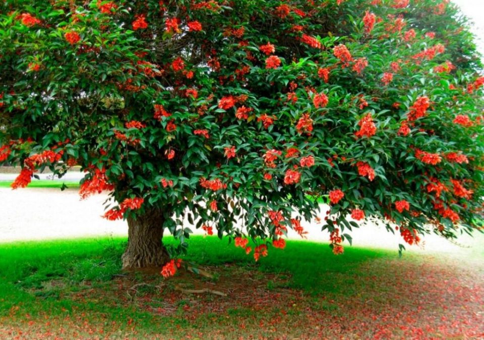 Ceibo, el nombre de nuestra flor nacional - AMEP Argentina